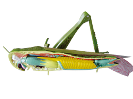 SD-089 33101���x����ģ��