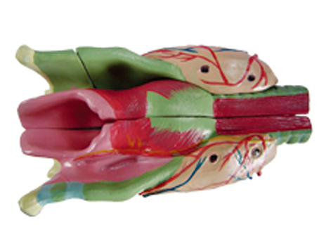 SD-097 33209�퇵����ģ��